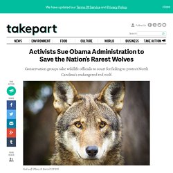 Activists Sue Obama Administration to Save the Nation’s Rarest Wolves