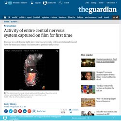 Activity of entire central nervous system captured on film for first time