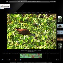 Index Albums photos/Photos de faune/Oiseaux/Actophilornis africanus Jacana africain