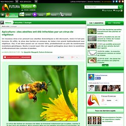 Apiculture : des abeilles ont été infectées par un virus de végétaux