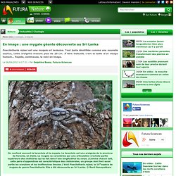 En image : une mygale géante découverte au Sri Lanka
