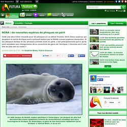NOAA : de nouvelles espèces de phoques en péril