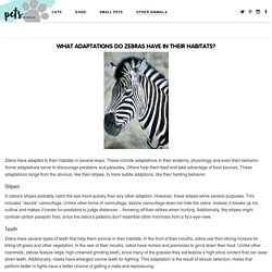 What Adaptations Do Zebras Have in Their Habitats?
