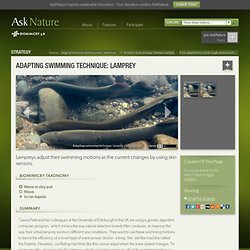 Adapting swimming technique: lamprey
