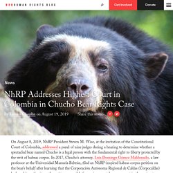 NhRP Addresses Highest Court in Colombia in Chucho Bear Rights Case