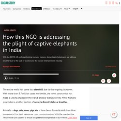 How this NGO is addressing the plight of captive elephants in India