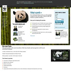 Adopt a panda today with WWF UK