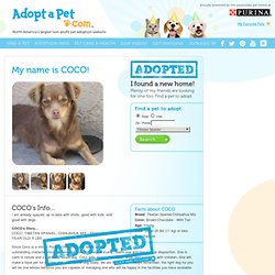 COCO - Poway, CA - Poodle (Miniature)/Chihuahua Mix