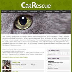 Adoptez un chat ! - CatRescue.be