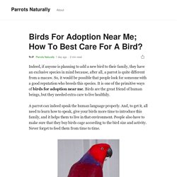 Birds For Adoption Near Me; How To Best Care For A Bird?