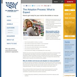 The Adoption Process: What to Expect