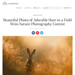 Adorable Photo of a Hare Wins Nature Photography Contest