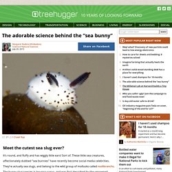 The adorable science behind the “sea bunny”