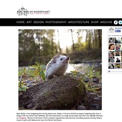 Adorable Traveling Hedgehog Explores the Great Outdoors - My Modern Met