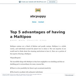 Top 5 advantages of having a Maltipoo