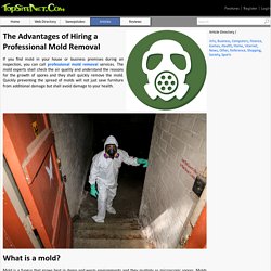 The Advantages of Hiring a Professional Mold Removal