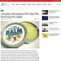 Amazing Advantages Of Using The Best Dog Paw Balm