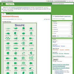 Adventures in Field Botany / Illustrated-Glossary