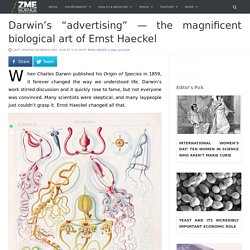 the magnificent biological art of Ernst Haeckel