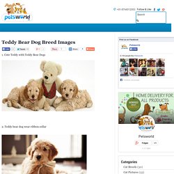 Pets Care Tips and Advise by Experts Teddy Bear Dog Breed Images