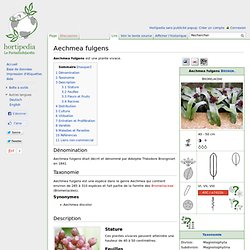 Aechmea fulgens - Hortipedia