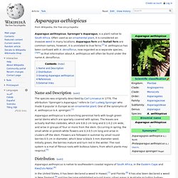 Asparagus Fern -aethiopicus