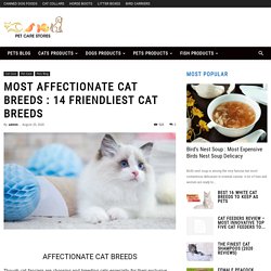 Most Affectionate Cat Breeds : 14 Friendliest Cat Breeds - PetCareStores