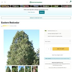 Buy affordable Eastern Redcedar trees at our online nursery. Arbor Day Foundation - Buy trees, rain forest friendly coffee, greeting cards that plant trees, memorials and celebrations with trees, and more.