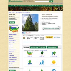 Buy affordable Dawn Redwood trees at arborday
