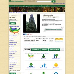 Buy affordable Giant Sequoia trees at arborday