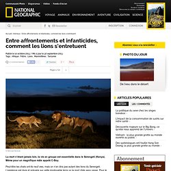 Entre affrontements et infanticides, comment les lions s'entretuent