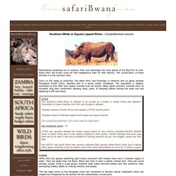 african animals hunting facts and tips - Rhino hunting
