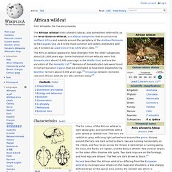 African wildcat