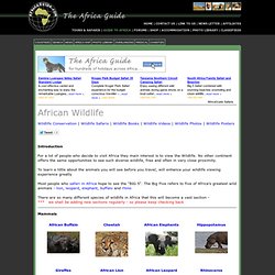 African Wildlife - Animals in Africa
