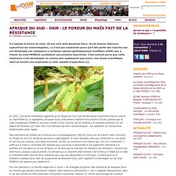 AFRIQUE DU SUD - OGM : le foreur du maïs fait de la résistance
