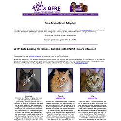 AFRP Cats Available for Adoption