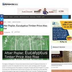 After Poplar, Eucalyptus Timber Price Also Rise