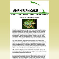 Amphibian Care >> Red-eyed Tree Frog Frog (Agalychnis callidryas) Care