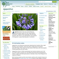 Agapanthus / RHS Gardening Advice