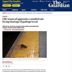 CDC warns of aggressive cannibal rats facing shortage of garbage to eat