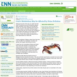 Crab's Metabolism May be Affected by Noise Pollution