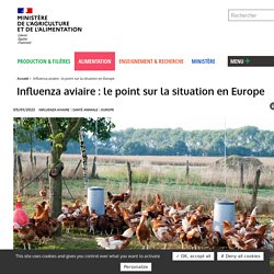 Influenza aviaire : le point sur la situation en Europe