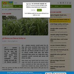 Agriculture news in Marathi sowing of fodder crops in Pune region