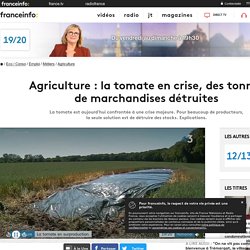 Agriculture : la tomate en crise, des tonnes de marchandises détruites