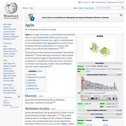 Agrin - Wikipedia