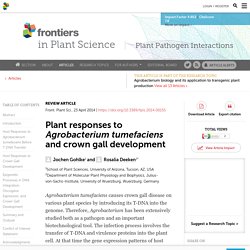 FRONT. PLANT SCI. 23/04/14 Plant responses to Agrobacterium tumefaciens and crown gall development