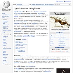 WIKIPEDIA - Agrobacterium tumefaciens.