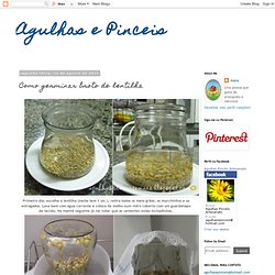 Agulhas e Pinceis: Como germinar broto de lentilha