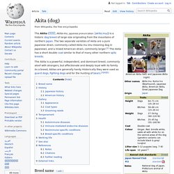 Akita (dog)
