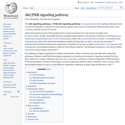 Akt/PKB signaling pathway
